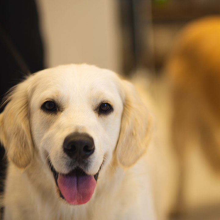 nimble_asset_AditumPeople_animal_720x720px